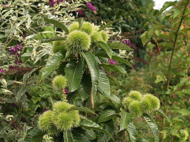Castanea sativa Pyramidalis1.jpg